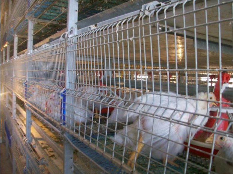 Broiler Cage