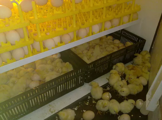  Egg Incubator Advanized
