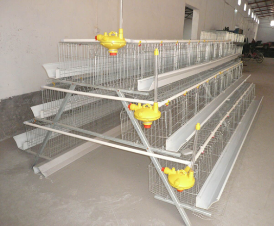  Design layer chicken cages on sale