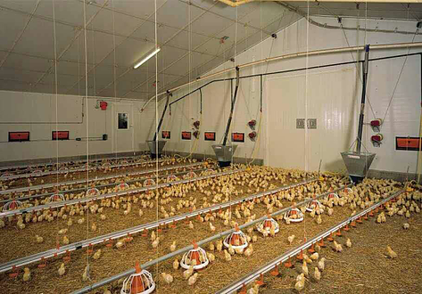 How to use the chicken feeding line correctly?