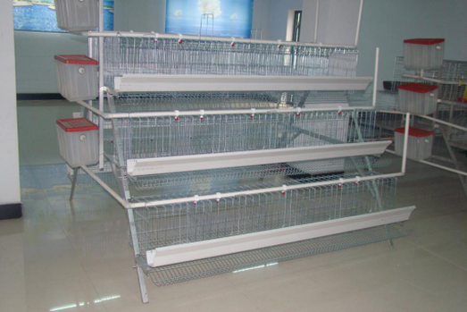 The demand of chicken cage for feeding chicken