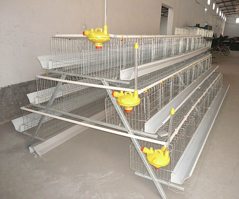 The demand of chicken cage for feeding chicken