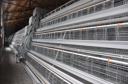  High Quality Layer Cage Features for Egg Laying Chicken Cage