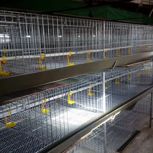  Select Broiler Cage What Needs Attention