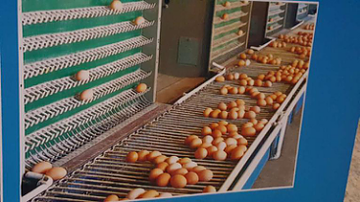 How to reduce egg breaking rate？Is it the cheaper the bette