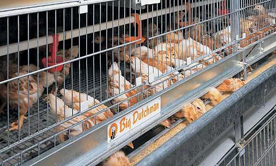  Chicken cage production methods