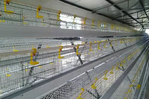  Chicken cage production methods