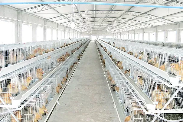 How much you know about Farm chicken equipment