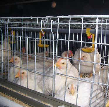 How much you know about Farm chicken equipment