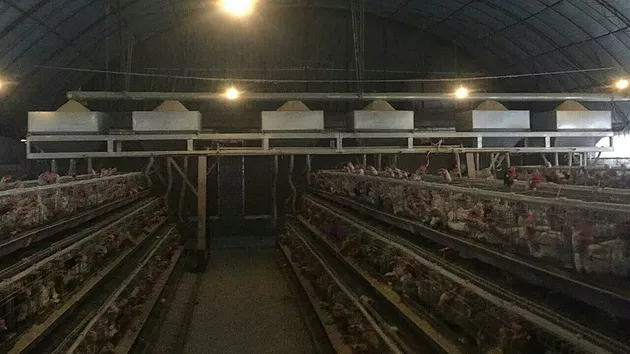  Installation and Debugging of Chicken Automatic Feeder