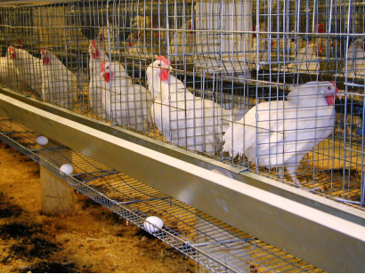  Chicken cage specifications Features