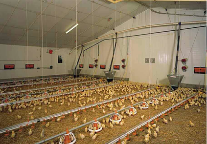 Talk about the correct use of chicken feed line Method