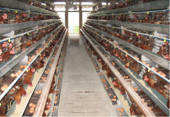  What need to prepare for raising chickens in cages