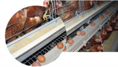  How to increase egg production?