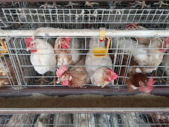  What need to prepare for raising chickens in cage