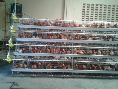  The advantage of chicken cage rearing