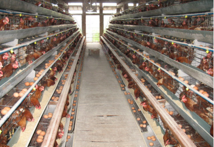  The advantage of chicken cage rearing