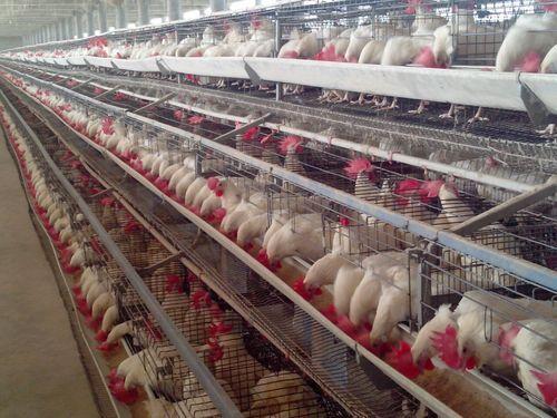 The advantage of poultry automatic chicken raising equipment