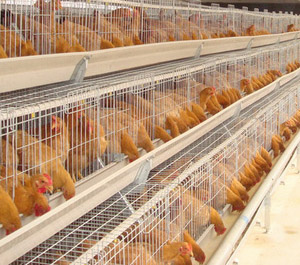  Caged broilers technical points-Brood and Feeding management