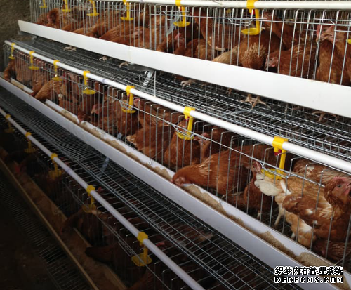 The Advantages of Chicken Cage Raising than Free-range