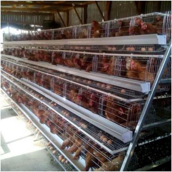 Hot Sale Chicken Battery Cage