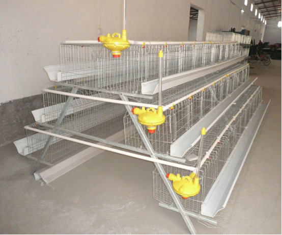 how to choose chicken cage for 10000 chickens ?