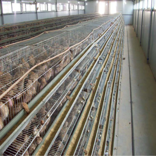 how to choose chicken cage for 10000 chickens ?