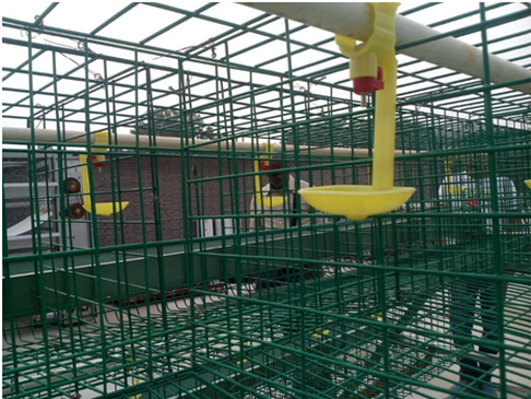  How to choose chicken cages?