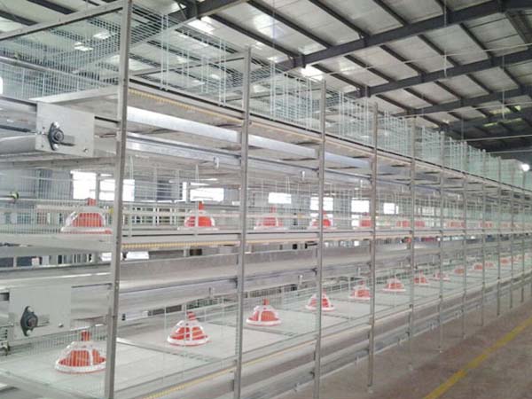 Broiler Battery Cages – Poultry Equipment Manufacturer in C