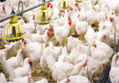 Broiler Battery Cages – Poultry Equipment Manufacturer in C