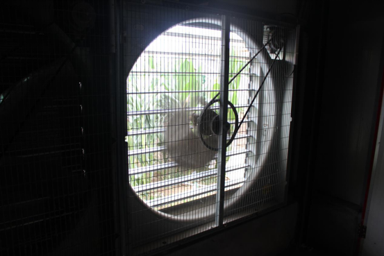 What do you need to prepare for chickens in chicken cages?