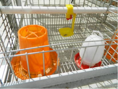 Do you know the size and specifications for the baby chickens cages？