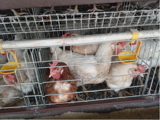 Qunkun tells you why you need to choose A type Chicken cage :