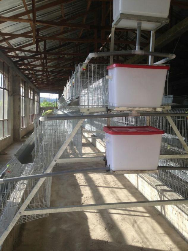 Automatic drinking system( water tank) for cages: