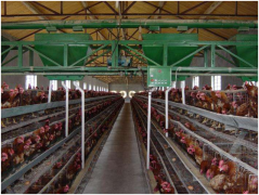 Eight characteristics of the broiler chicken cage