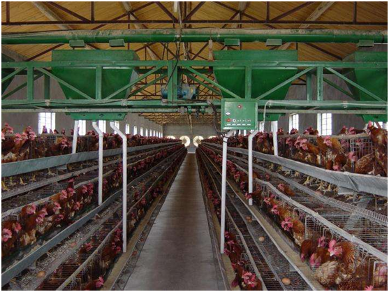 Eight characteristics of the broiler chicken cage