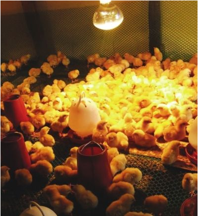 why should chicken coops have light?