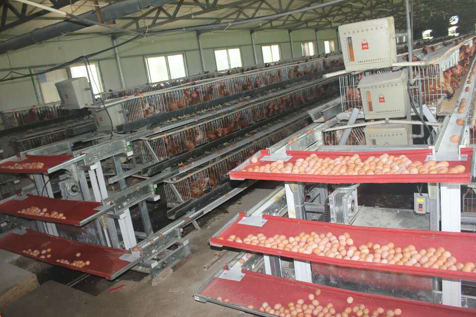 why do so many farmers begin to choose automatic egg collection system?