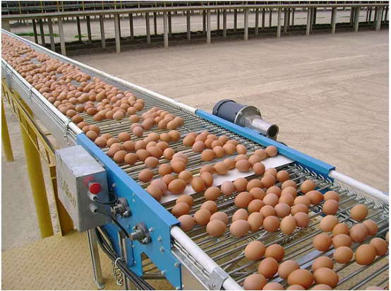 Why choose qunkun’s automatic egg collection system?