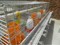 what should you pay more attention to when using baby chicken cage