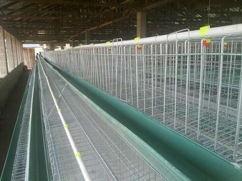 How to design layer chicken cage?