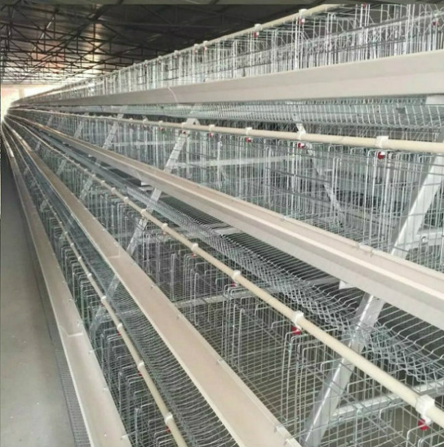 poultry layer cage design
