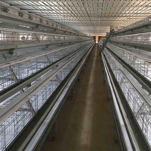 Poultry layer cage design