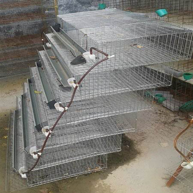 Quail layer cage