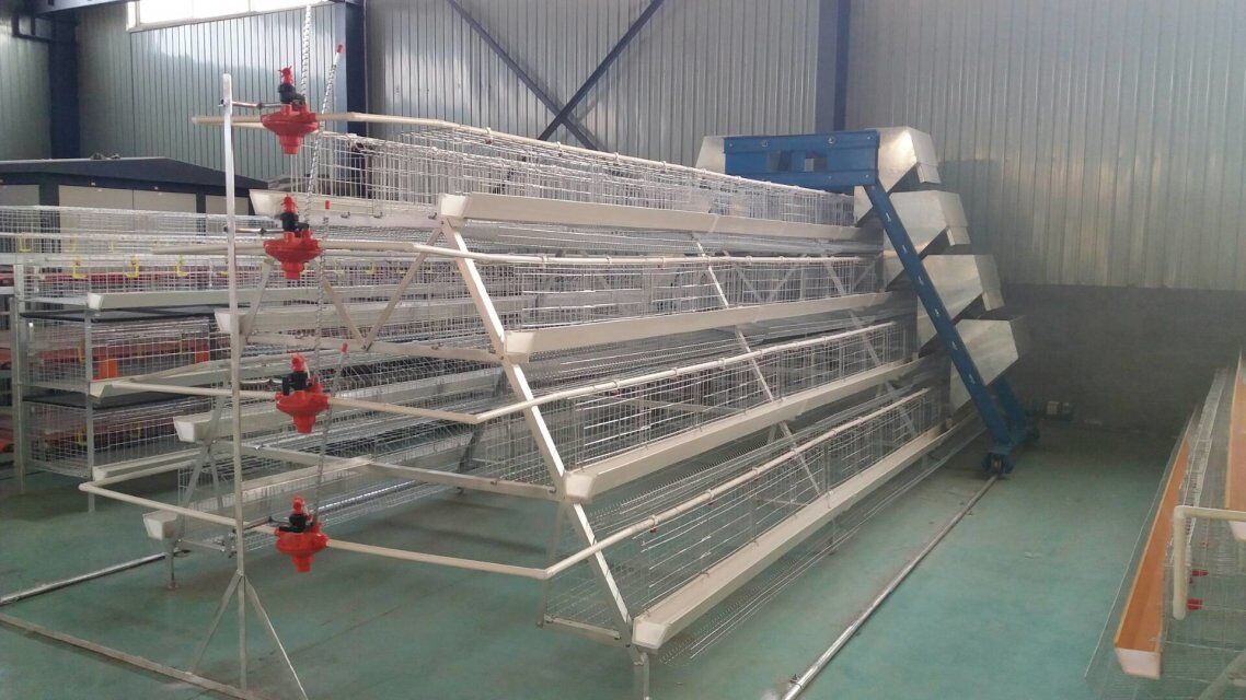 Layer cages Chinese manufacturer