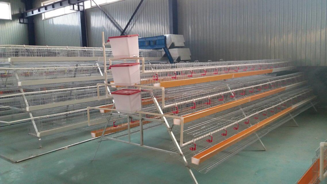 Layer cages Chinese manufacturer