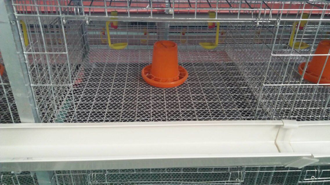 Egg layer cages for sale