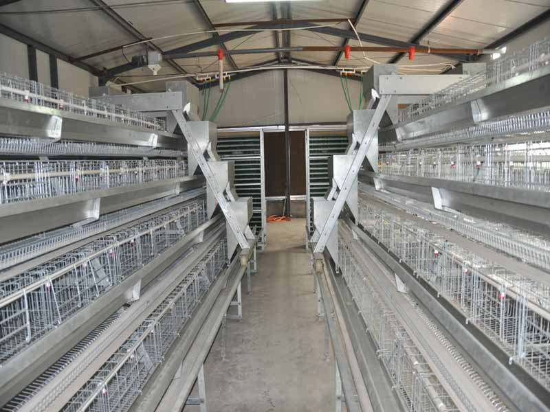 Layer cages China famous manufacturer