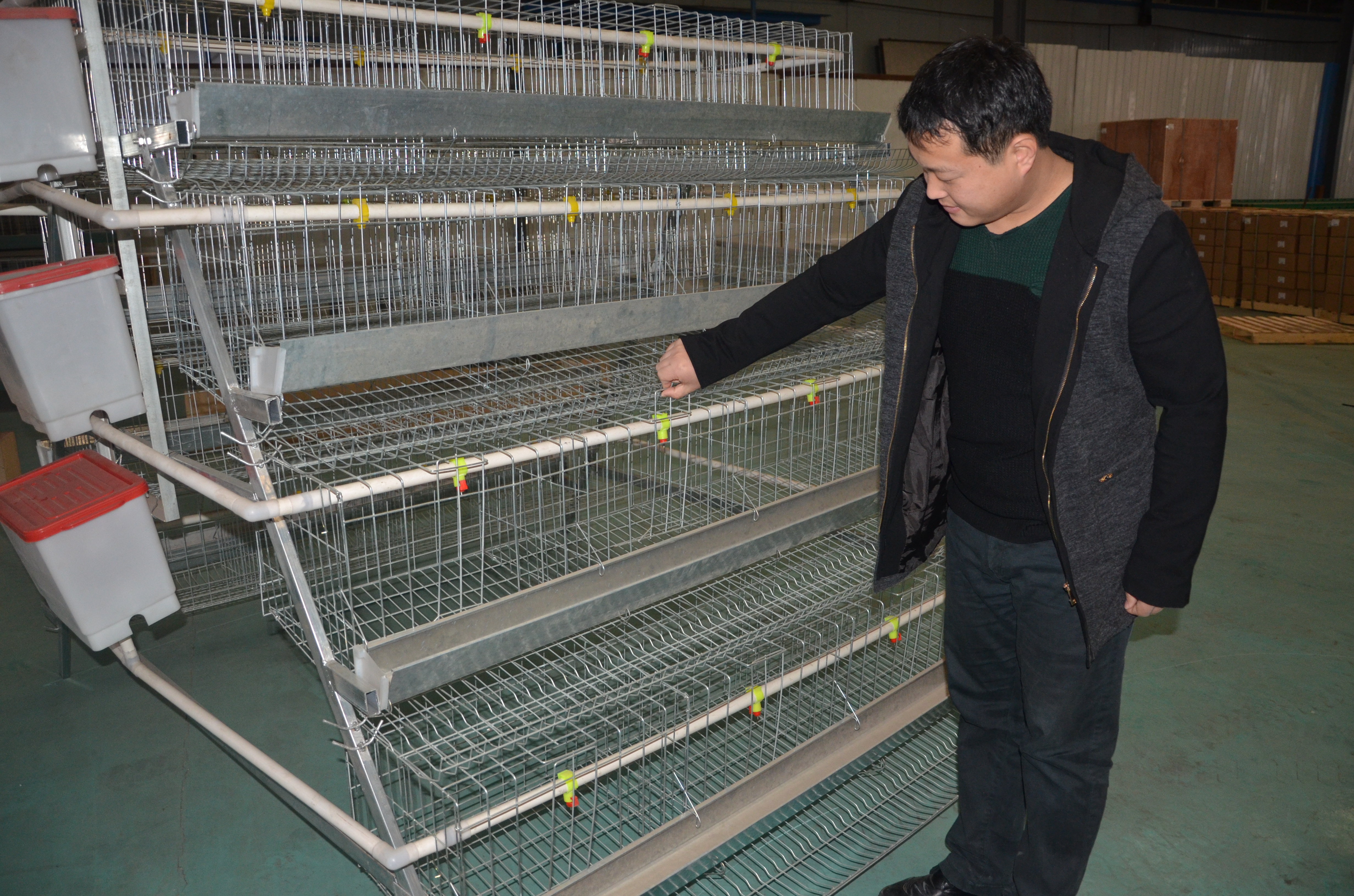 The importance of layer cage for chicken