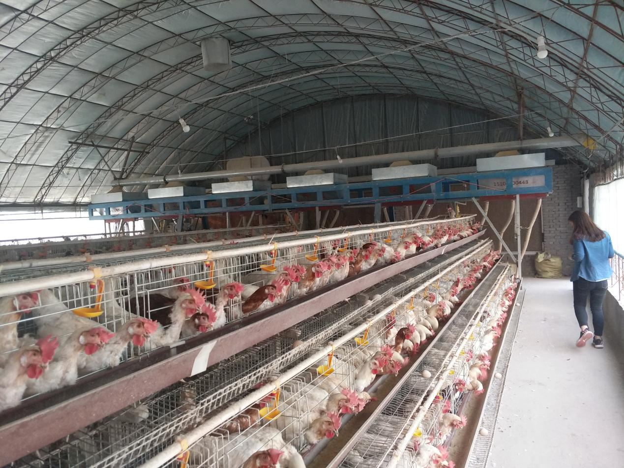 What‘s the environmental factor for impacting egg-laying in poultry industry?